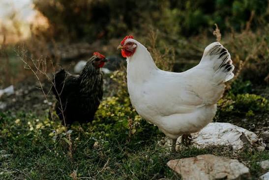 Ayam kampung di kandang milik penjual
