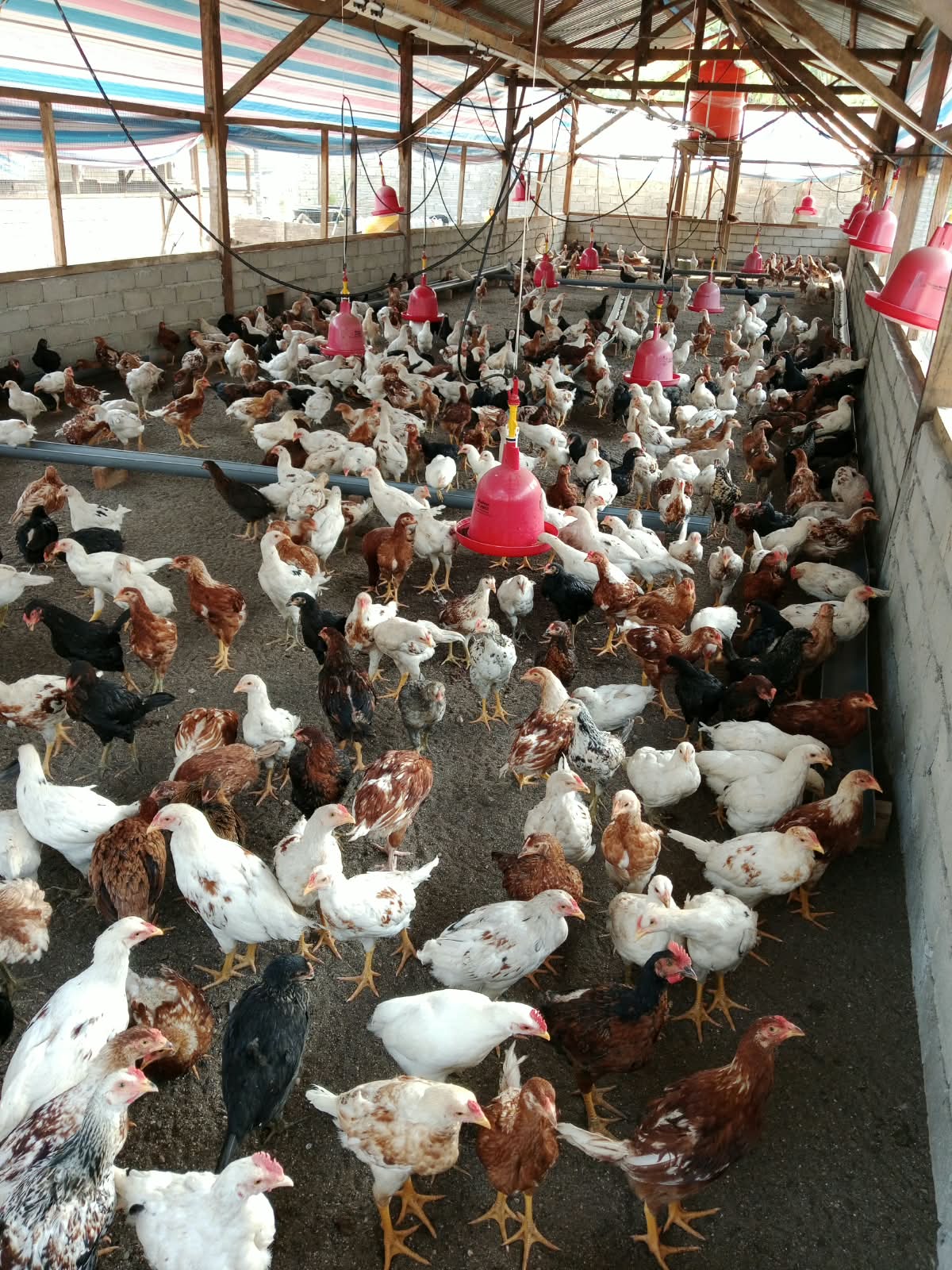 Ayam kampung Papa Lagonda