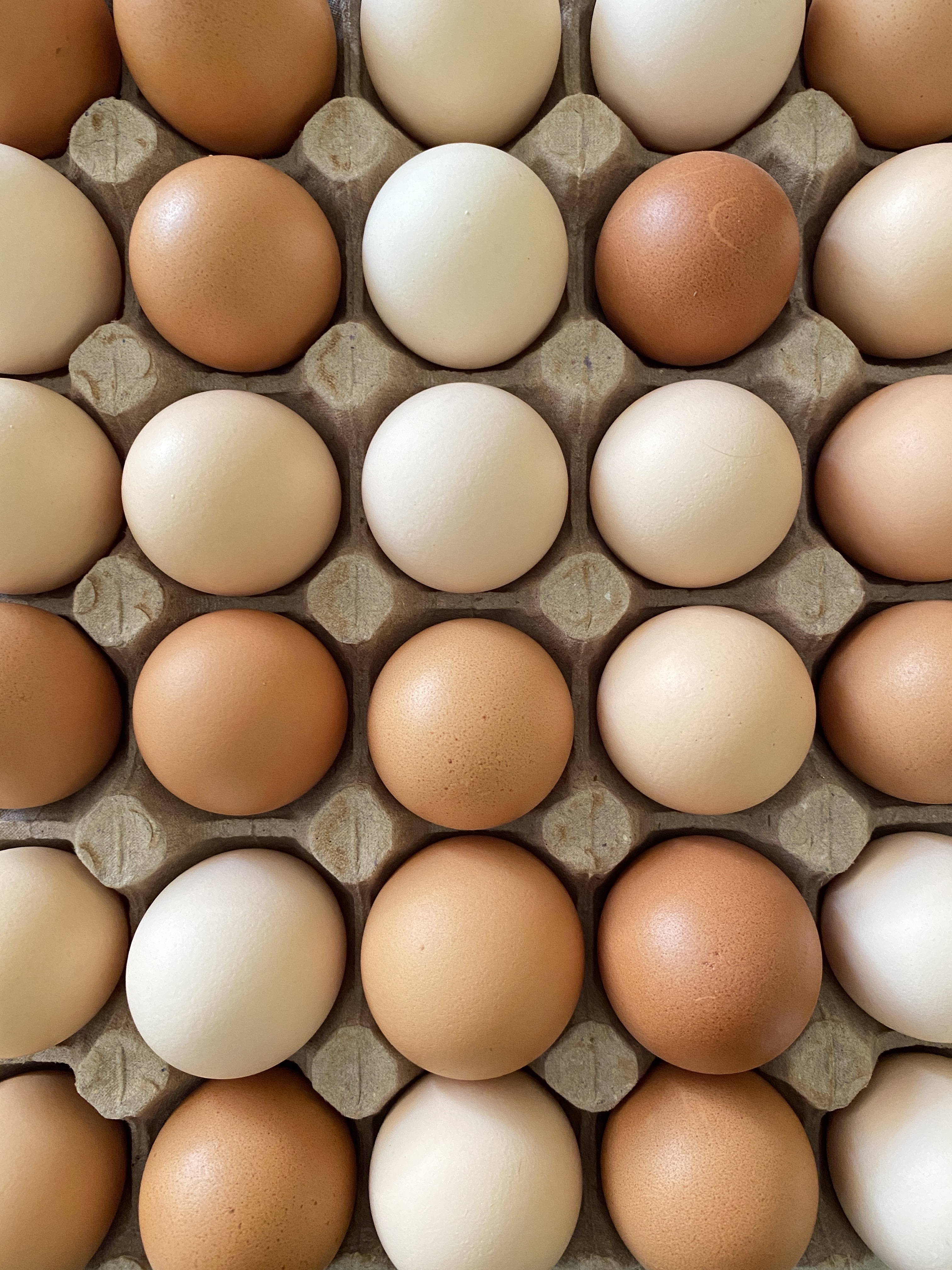 Telur fresh Papa Lagonda
